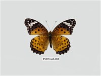 藏品(斐豹蛺蝶)的圖片